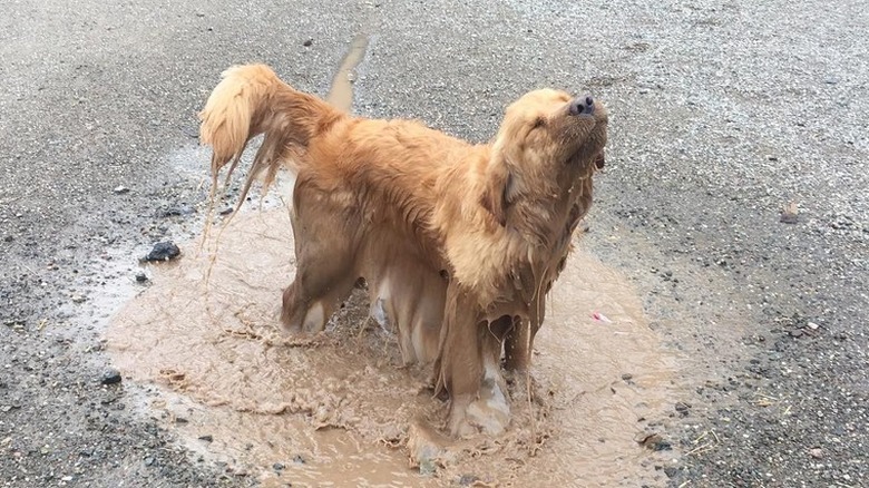 17 absolutely filthy golden retrievers and labradors
