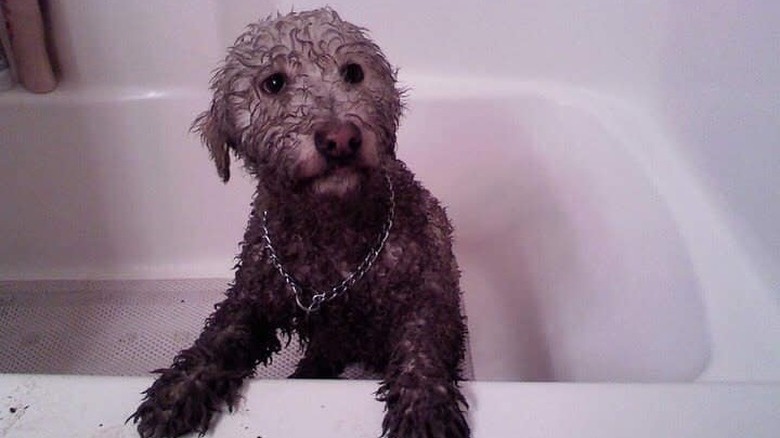 17 absolutely filthy golden retrievers and labradors