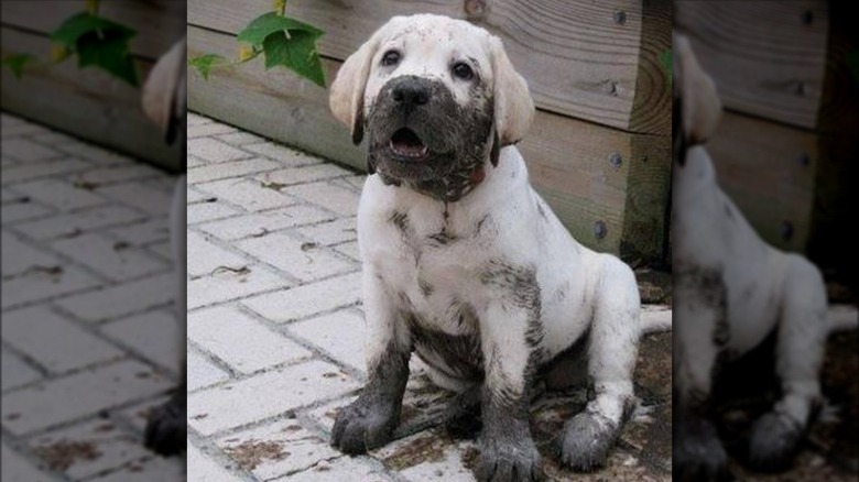 17 absolutely filthy golden retrievers and labradors