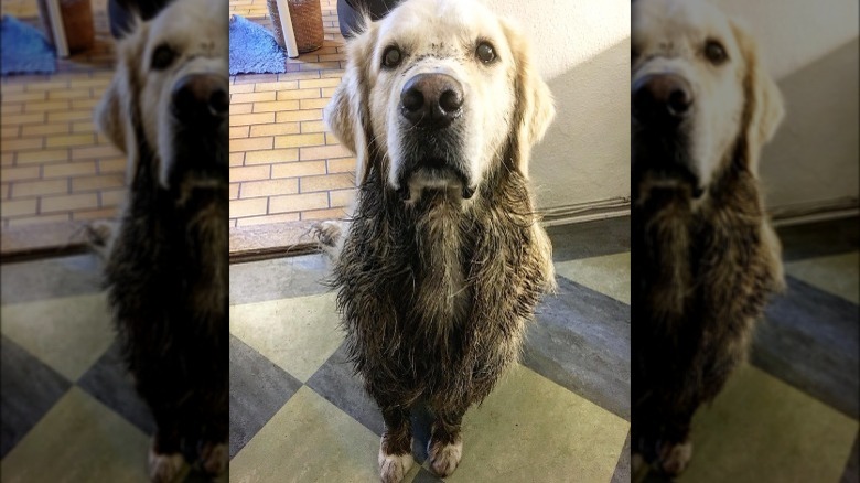 17 absolutely filthy golden retrievers and labradors