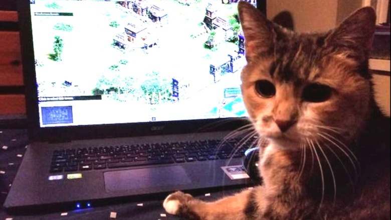 A cat is with a laptop showing the Age of Empires video game.
