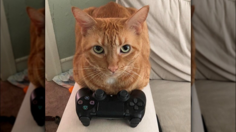 A ginger cat is with a video game controller.