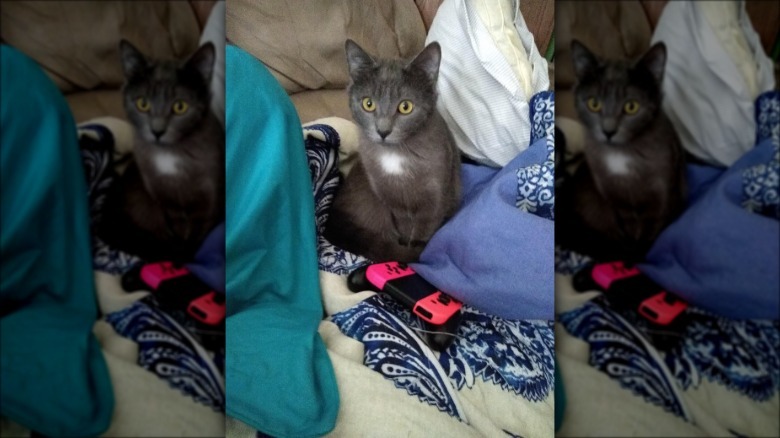 A cat is sitting next to a gaming controller.