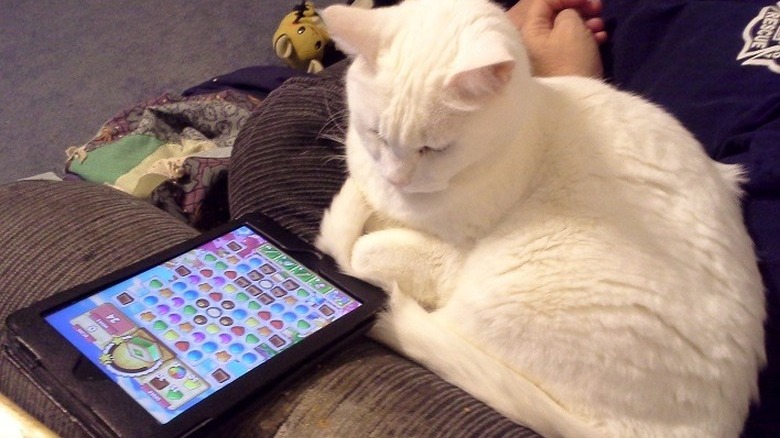 A white cat is looking at a tablet displaying a mobile game.