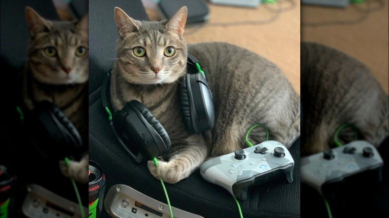 A cat is with a gaming controller and headphones.