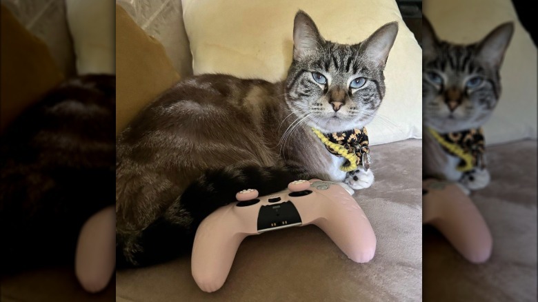 A cat is sitting by a pink controller.