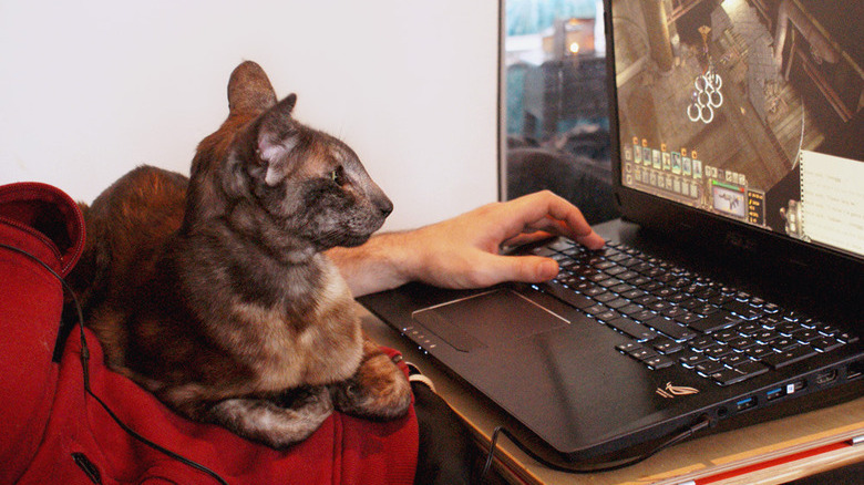 A cat is sitting on a person's lap watching game on laptop.