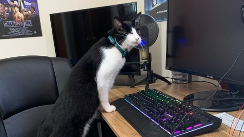 A cat is sitting on a chair in front of a gaming PC setup.