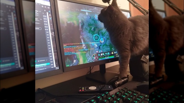 A cat is looking at a computer displaying video game.
