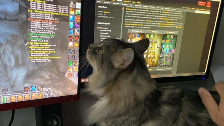 A cat is looking at the World of Warcraft on a PC monitor.