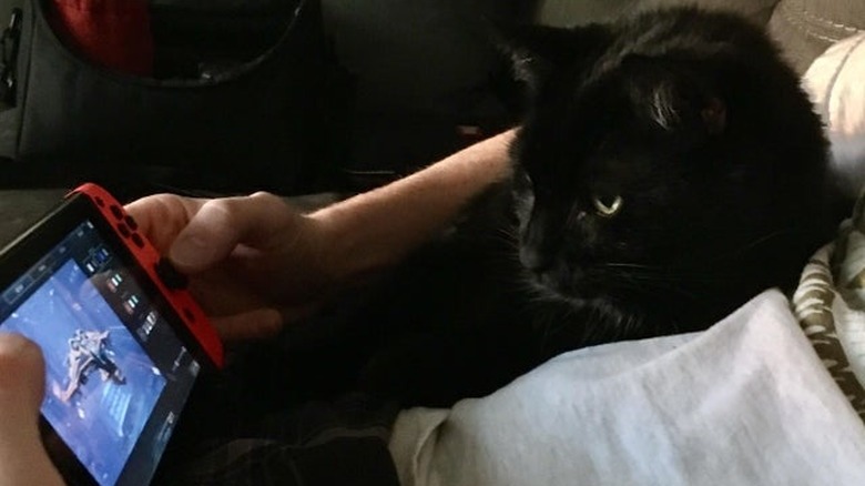 A black cat is watching a game on a Nintendo Switch.