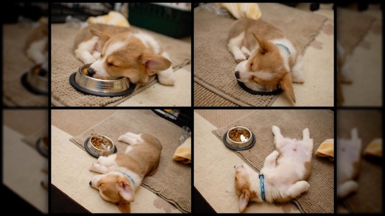 Corgi sleeping around food bowl
