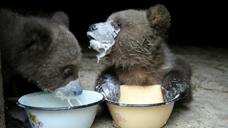 Baby bears eating and making a mess!