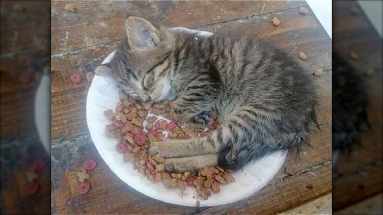 Kitten asleep in food