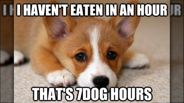 puppy is hungry
