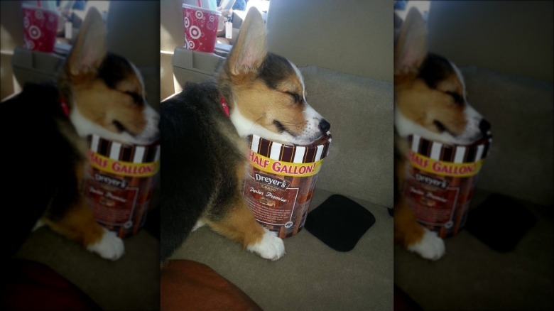 Corgi pup asleep on carton of ice cream