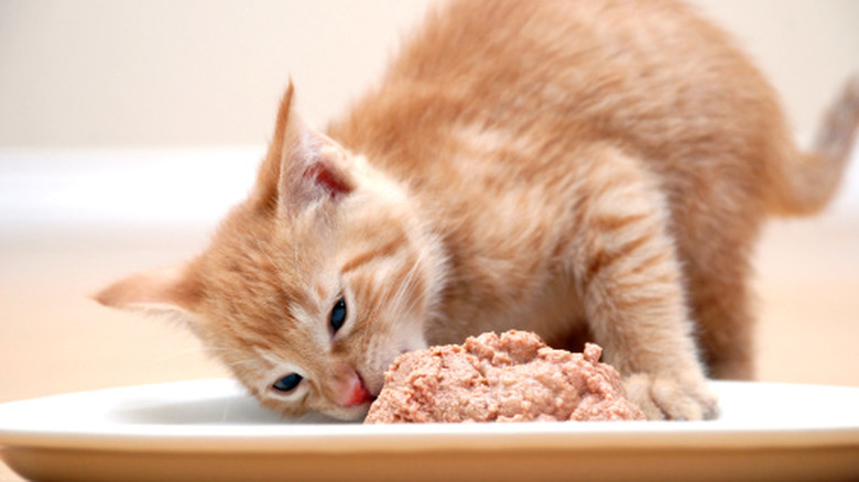 Kitten standing in food plate