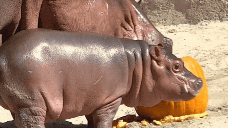 baby hippo is hungry