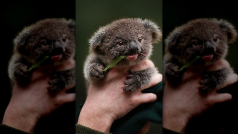 Baby koala munches on grass