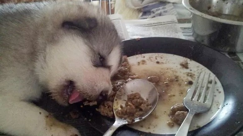 puppy passes out after eating