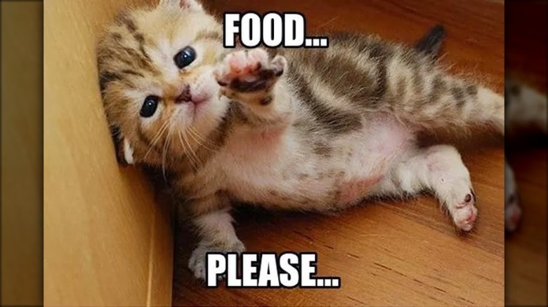 kitten begging for food