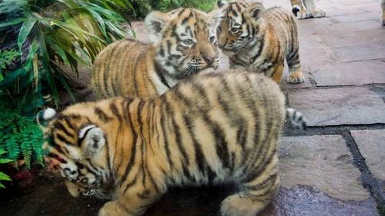 chubby tiger cubs