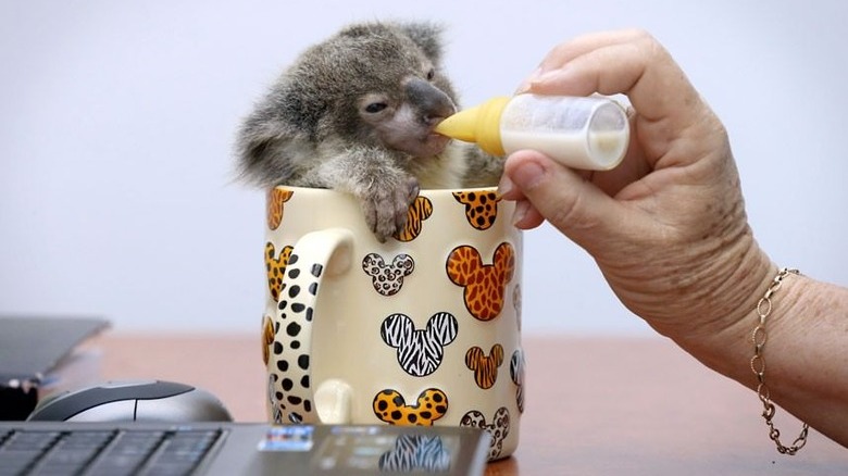 Baby koala in a coffee cup