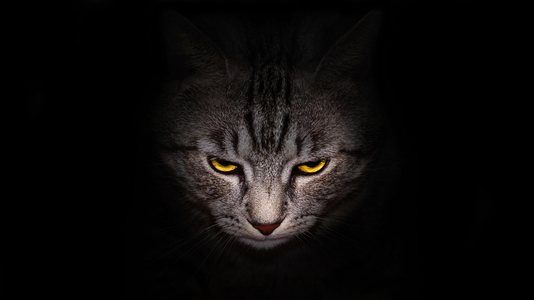Cat staring in the dark
