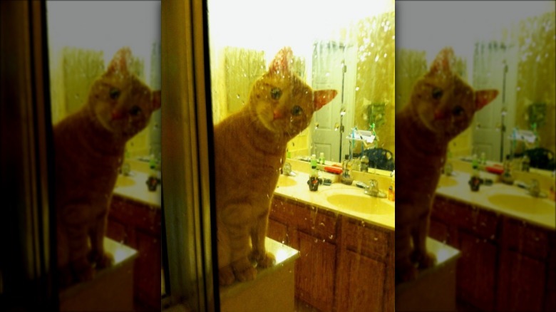 cat watches person shower