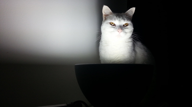 Creepy Moments Every Cat-Owner Knows