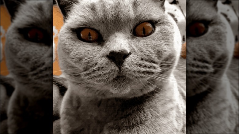 creepy cat does hypnotizing stare