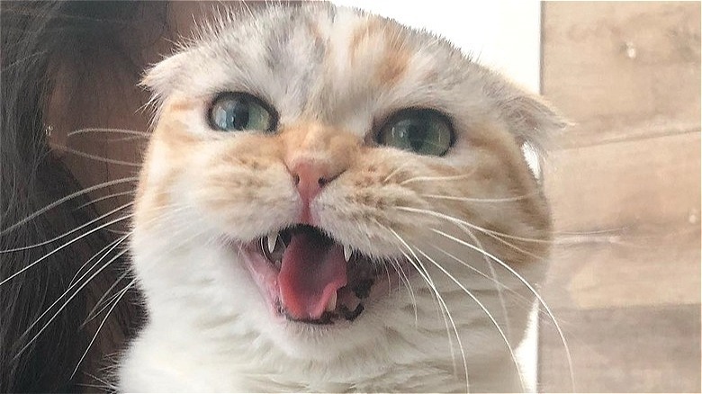creepy cat smiling mischievously
