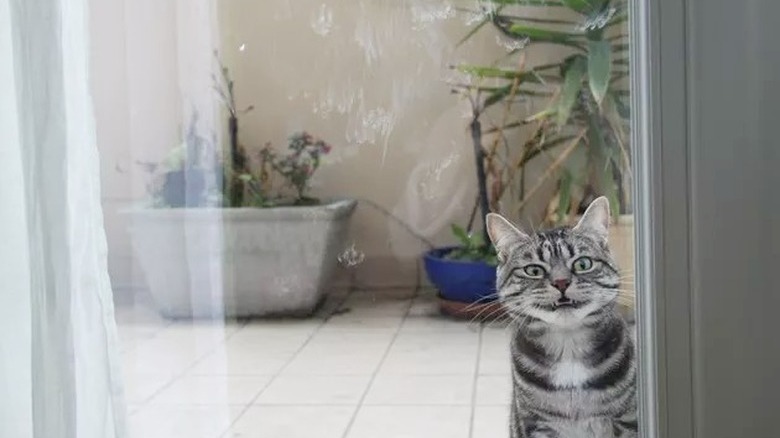creepy cat staring in window at you