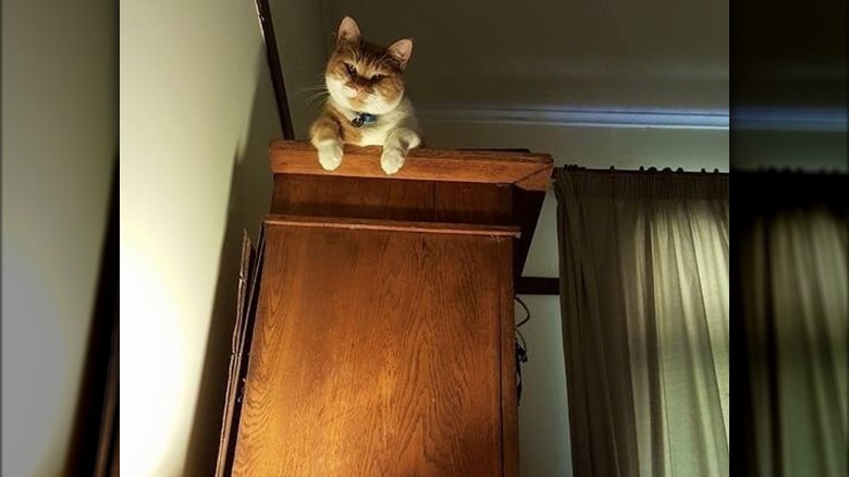 Creepy Moments Every Cat-Owner Knows