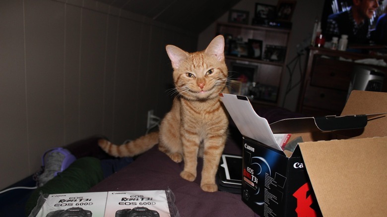 Creepy Moments Every Cat-Owner Knows