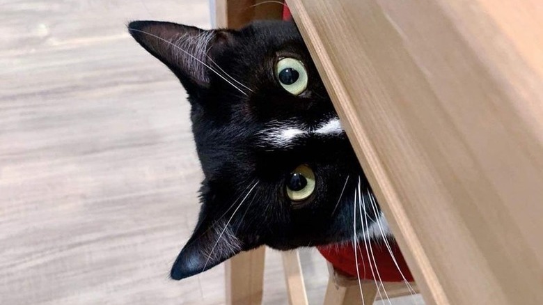 stalker cat is watching you