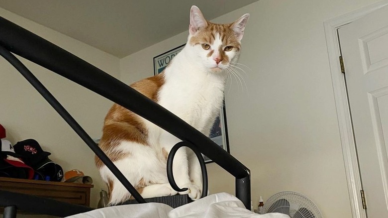 scowling cat stands over human when they wake up