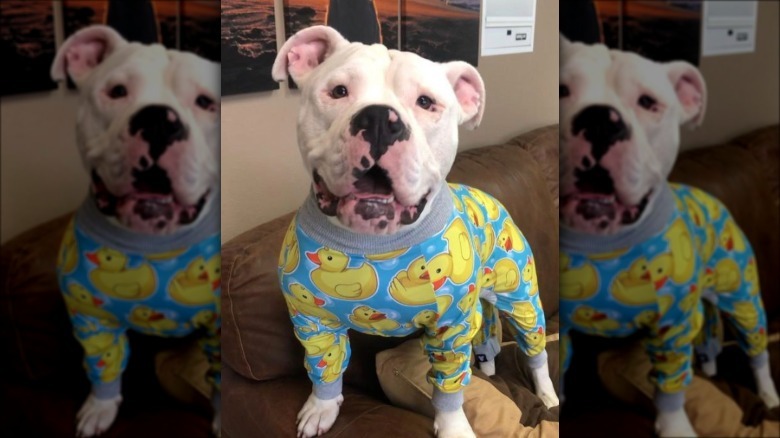 dog in duck pajamas.
