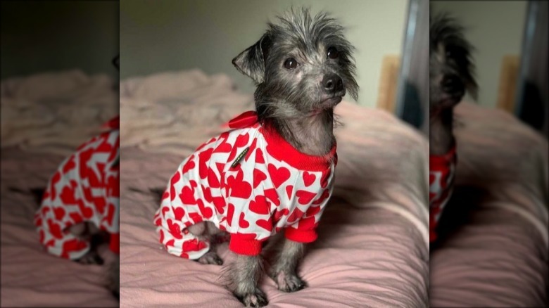dog in heart pajamas.