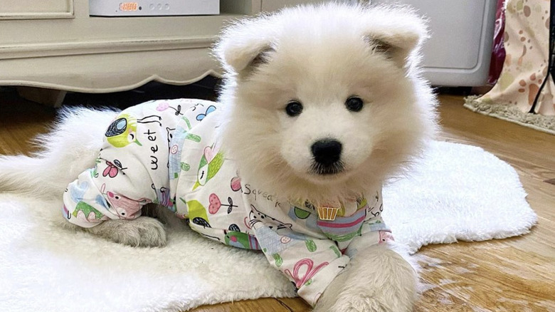 samoyed in pajamas.