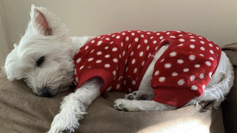 dog in polka dot pajamas.