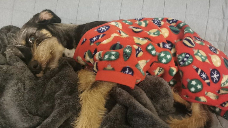 dog in flannel pajamas.