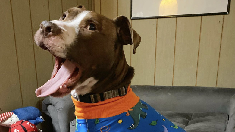A dog is yawning and wearing dinosaur pajamas.