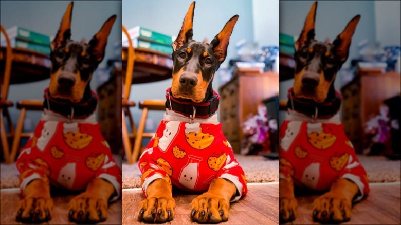 dog in cookie pajamas.