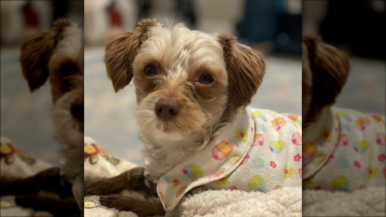 dog in cupcake pajamas.