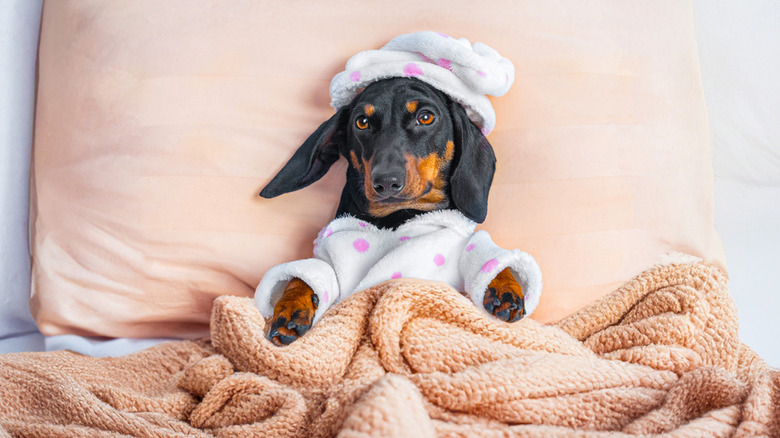 Puppy in pajamas