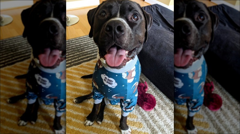 dog in blue pajamas.