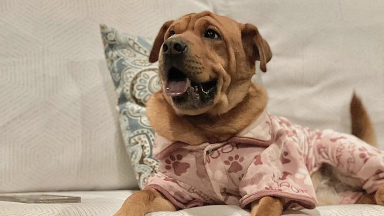 dog in paw print pajamas.