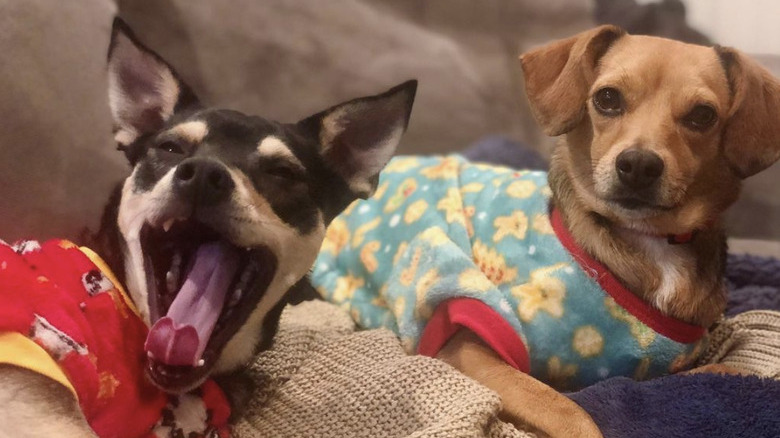 dog yawning.
