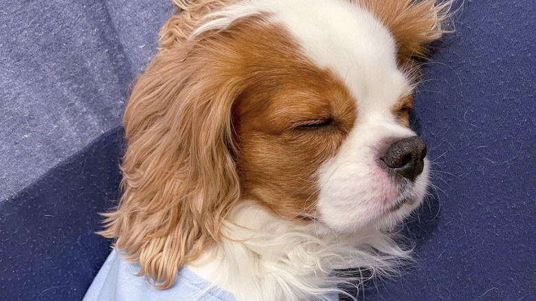 dog in blue pajamas.